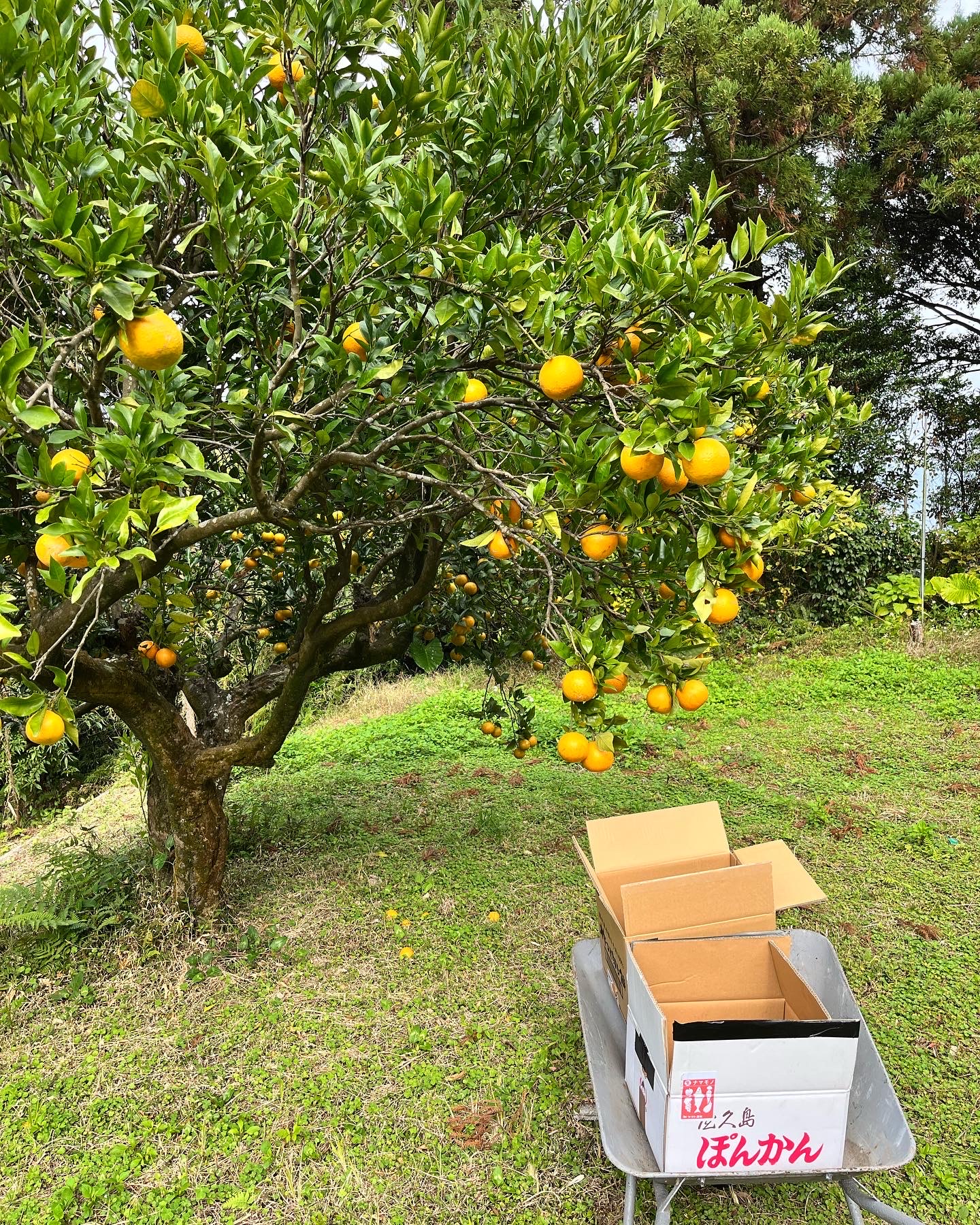 屋久島の暮らしや畑を感じるイメージ