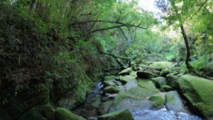 初めての屋久島:持ち物チェックリスト(雨・虫・足元・防水)