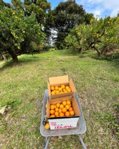 屋久島・永田みかんの魅力を味わう特別な一日!