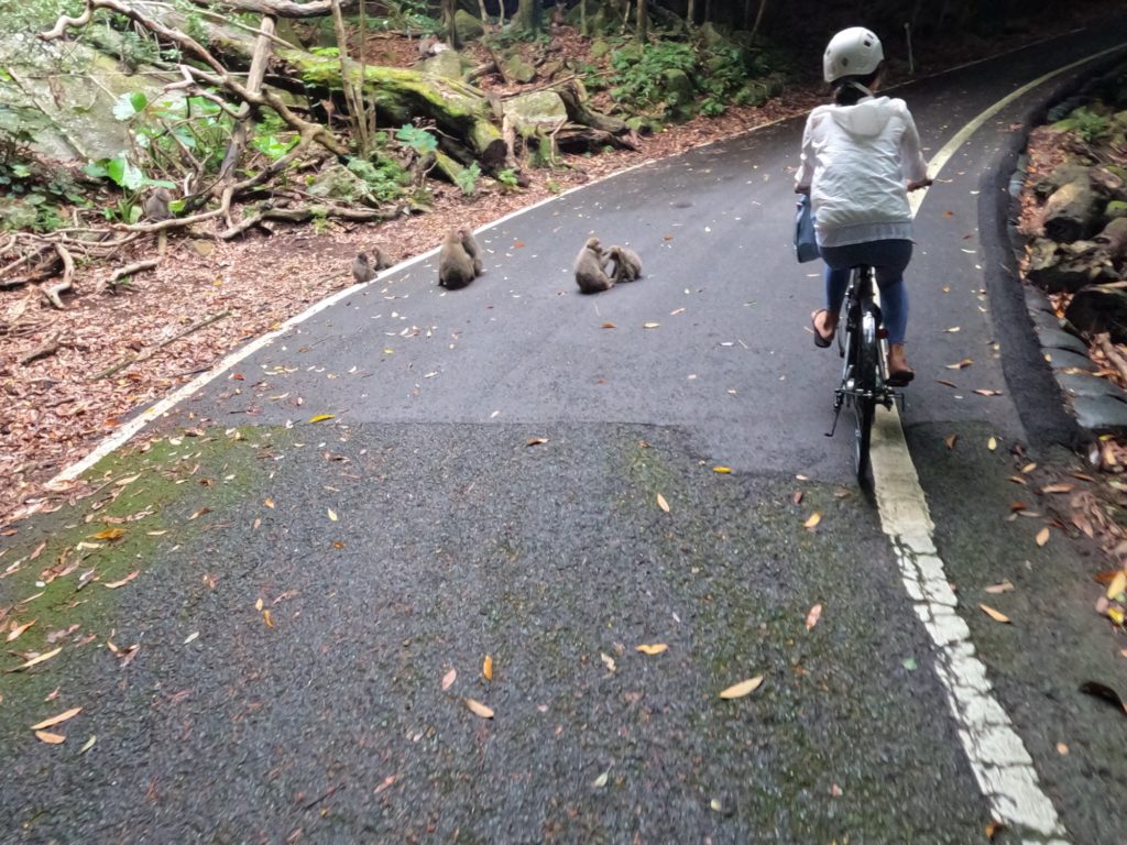 電動自転車(e-bike)