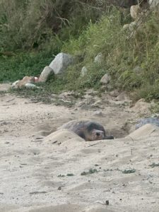 屋久島のウミガメ観察会｜予約方法まとめ（永田・いなか浜／事前予約制／当日の流れ）
